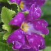 Primula Tipperary Purple - Abriachan Nurseries